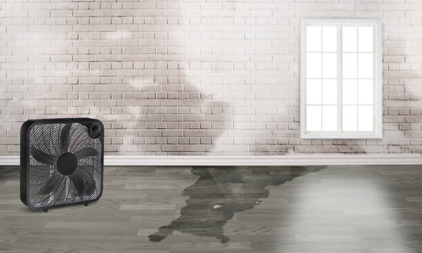 Best Ceiling water damage repair  in Naples Park, FL